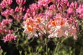 Pink Veiling rhododendron flowers macro selective focus