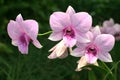 Pink veined dendrobium orchids