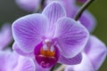 Pink veined Moth Orchid