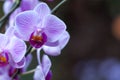 Pink veined Moth Orchid with copy space