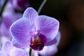 Pink veined Moth Orchid flower.