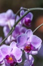 Pink veined moth orchids