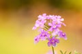 Pink verbena