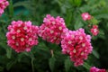 Pink verbena blooms beautifully in the garden in summer