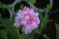 Pink verbena blooms beautifully in spring