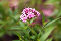 Pink Verbena ,disambiguation flower isolate in spring summer