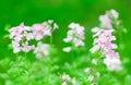 Pink verbena flower