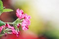 Pink Verbena