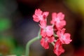 Pink Verbena