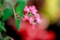 Pink Verbena