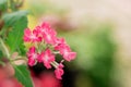 Pink Verbena