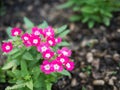 Pink verbena hybrida blossom flower.