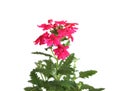 Pink verbena or vervains in pot