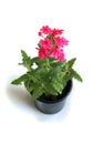 Pink verbena or vervains in pot