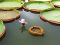 Pink Victoria waterlily flower with green leaves Royalty Free Stock Photo