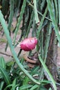 Pink Vietnamese fruit