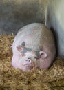 Pink Vietnamese potbellied pig Sus scrofa domesticus sleeps on straw