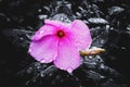 Vinca Flower in The Rained