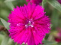 Pink Vinca Flower Blooming Royalty Free Stock Photo