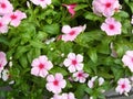 pink Vinca flower Royalty Free Stock Photo