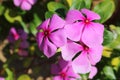 Pink vinca flower