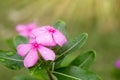 Pink vinca flower with light flare.