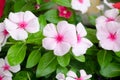 Pink Vinca flower (Madagascar periwinkle)