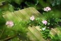 Pink Vinca Flower on a small Patio Royalty Free Stock Photo