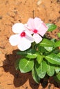 Pink Vinca Flowers