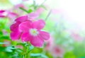 Pink vinca periwinkle flowe