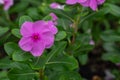 Pink Vinca Rosea flower in Rama 9 public garden on a spring morning (Madagascar periwinkle, rose periwinkle, or rosy