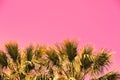 Pink vintage branches of palm trees Royalty Free Stock Photo