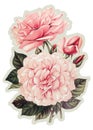 Pink Vintage Rose Flower on white background