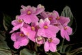 Pink Viola flowers on a black background