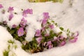 Flowers under the fresh snow Royalty Free Stock Photo