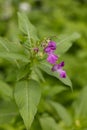 Pink-violet on a background of blurred green leaves