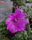 Pink and violet beautiful Hollyhocks flower and shoots on vegetation. Street plant growing near the road. Royalty Free Stock Photo