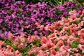Pink, Violet Cluster of Azalea Flowers
