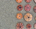 Pink And Violet Colored Sea Urchin Shells On Dark Sand Beach
