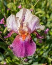 A pink - violet colored wet iris Florentine flower close up