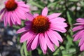 Pink, violet coneflowers, echinacea in summer time. Royalty Free Stock Photo