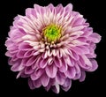 Pink-violet flower chrysanthemum, black isolated background with clipping path. Closeup. no shadows.