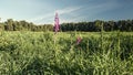 Pink-violet flower lupinus in autumn in the field among the grass on a clear day.