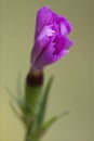 pink violet geranium dissectum