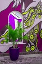 Pink, violet and green colour decorated wall. Home decor. Window and palm Royalty Free Stock Photo