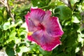 Pink and Violet Hibiscus flower with green leaves