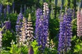 Pink and violet lupinus, lupin or lupine. Beautiful flowering meadow in summer day