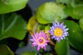 Pink and violet Nymphaea lotus