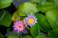 Pink and violet Nymphaea lotus