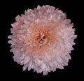 Pink-violet-orange chrysanthemum flower. Black isolated background with clipping path. Closeup no shadows. For design. Royalty Free Stock Photo